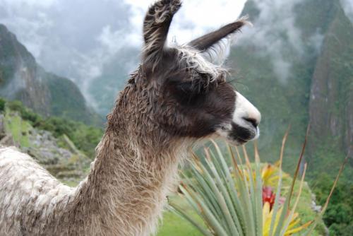 Peru