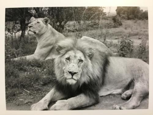 South Africa Lions